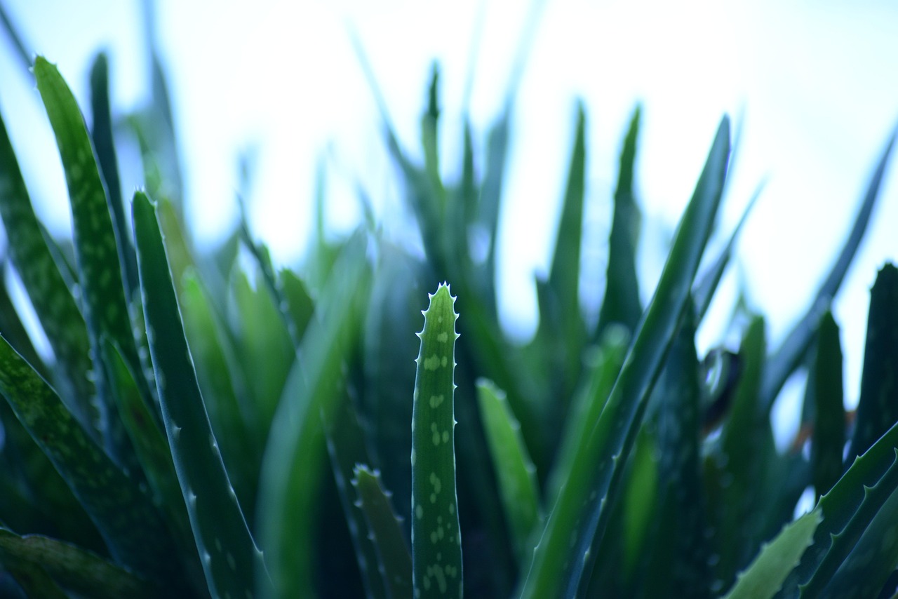 Aloe Vera Pura è una truffa? Ecco la verità sui risultati