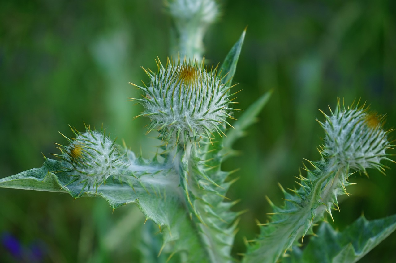 BioBoost Gel: il sito ufficiale offre un prezzo speciale?