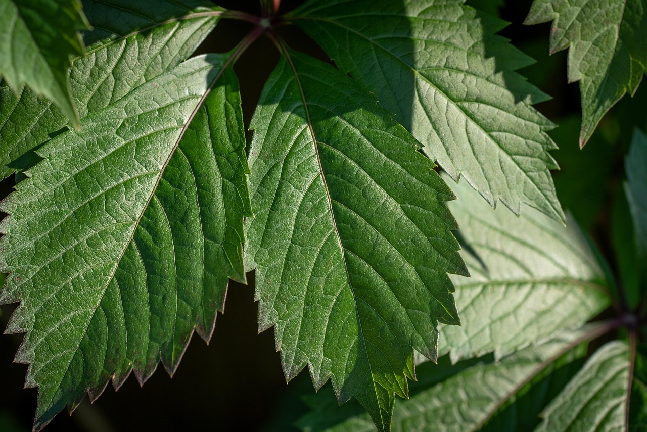 Scopri il sito ufficiale di SlimDren Plus per un acquisto sicuro