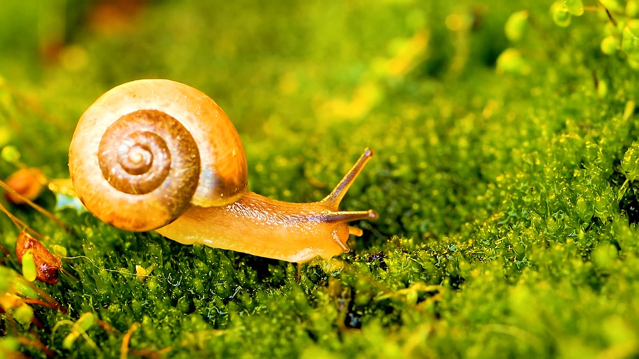 SDL Luxury funziona veramente? Scopri le opinioni delle utenti